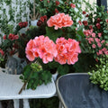 Geranium Salmon Pink Cuttings – Pelargonium Live Plant Stems, Rooting Ready for Indoor & Patio Gardening