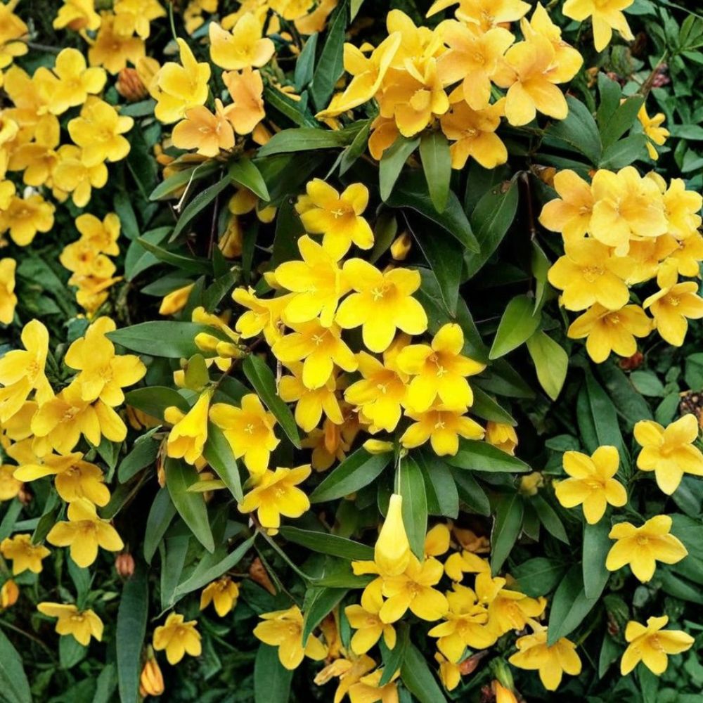 Carolina Jasmine Seeds – Gelsemium sempervirens Yellow Fragrant Evergreen Climber – 25 Seeds