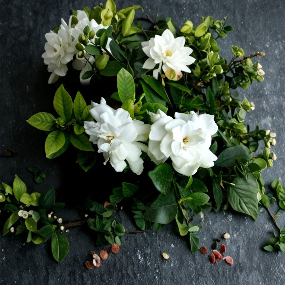 Gardenia Plant Set of 2 – Live Bush, Fragrant White Flowers, Gardenia jasminoides, Bare Root, Heirloom Variety