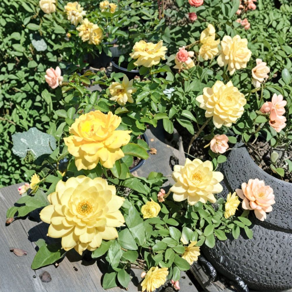 Julia Child Floribunda Rose Live Plant – Butter-Gold Double Blooms, Fragrant, Disease-Resistant, 5 Gallon Rosa