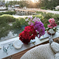 Mixed Ivy Geranium Cuttings – 10 Pelargonium peltatum Trailing Flowering Perennials for Hanging Baskets and Containers