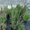 Purple Texas Sage Live Plant – Drought Tolerant Evergreen Shrub with Purple Blooms, Leucophyllum frutescens, Pollinator Friendly