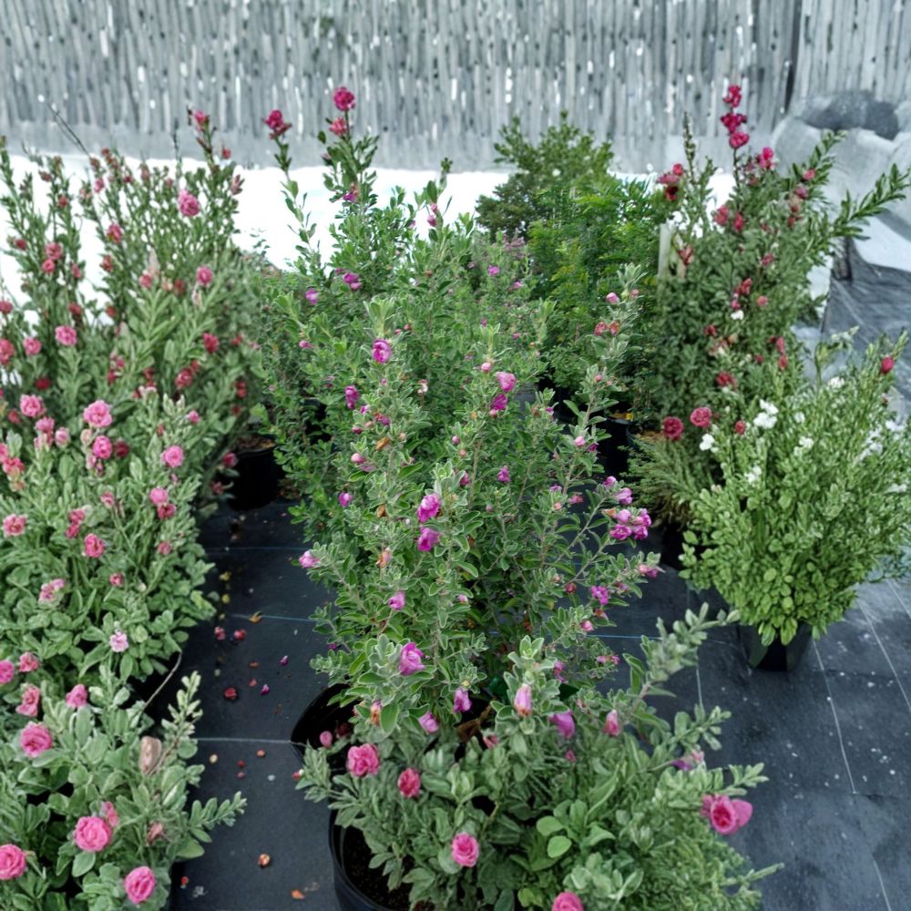 Purple Texas Sage Live Plant – Drought Tolerant Evergreen Shrub with Purple Blooms, Leucophyllum frutescens, Pollinator Friendly