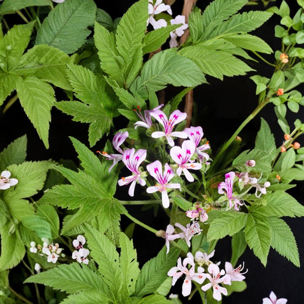 Lemon Scented Pelargonium Seeds – 5 Fragrant Aromatic Geranium Pelargonium citronellum for Aromatherapy & Potpourri