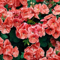 Geranium Seeds – Ringo Salmon Pelargonium Flower Seeds for Planters & Window Boxes – Early Blooming Salmon Flowers – 15 Seeds