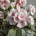 Pink & White Geranium Seeds – Pelargonium Zonale Flower Seeds for Pollinator Gardens, Patio & Balcony Planting