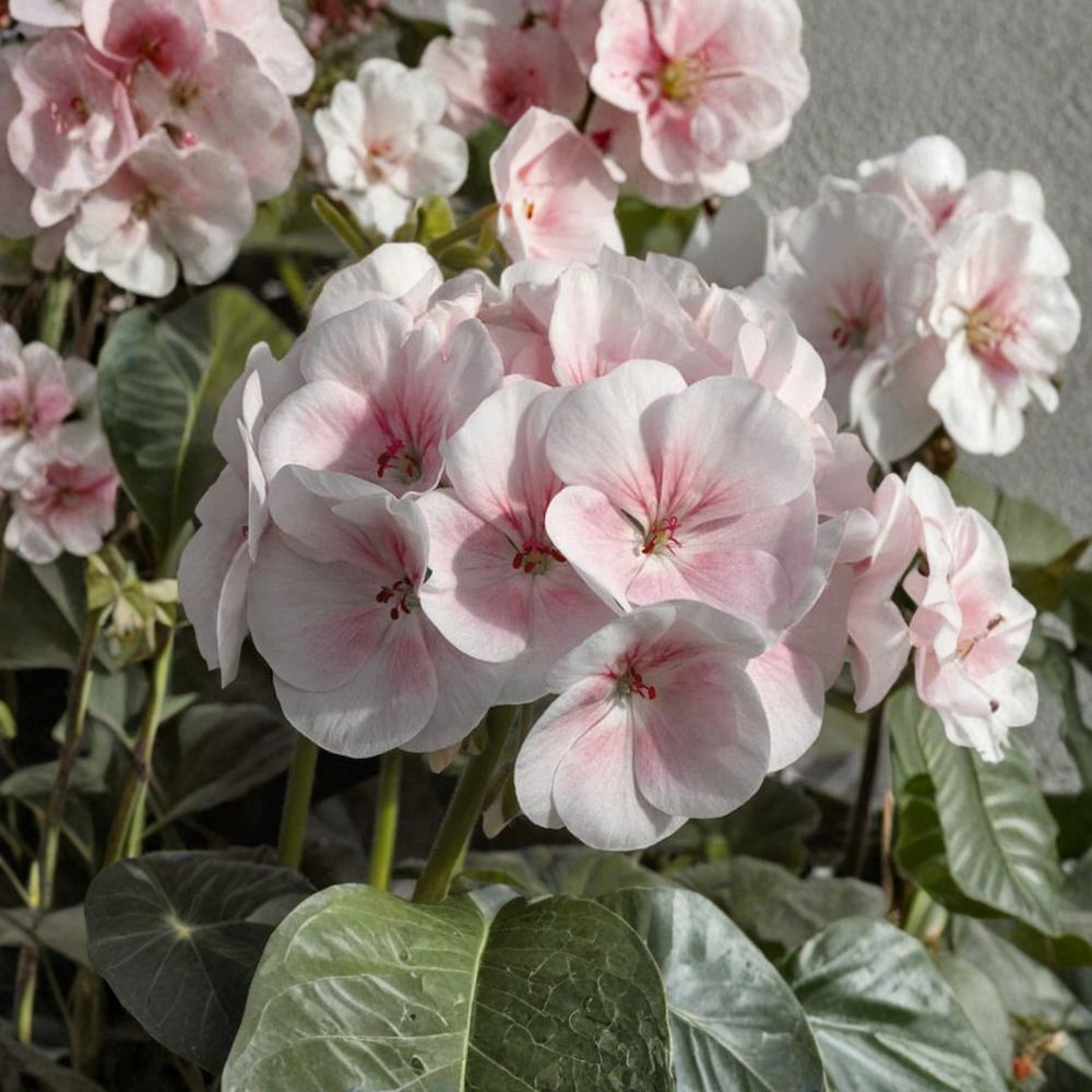 Pink & White Geranium Seeds – Pelargonium Zonale Flower Seeds for Pollinator Gardens, Patio & Balcony Planting