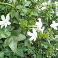Common Jasmine Live Plants Set of 3 | Fragrant Climbing Vine | Jasminum officinale | Garden, Patio, Fence