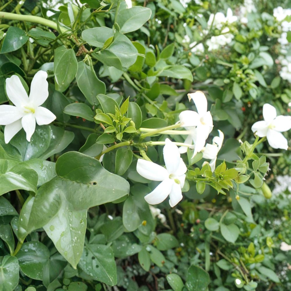 Common Jasmine Live Plants Set of 3 | Fragrant Climbing Vine | Jasminum officinale | Garden, Patio, Fence