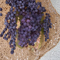 Zinfandel Wine Grape Vine – Live Fruit Plant, Self-Fertile, 3 Gallon, Vitis vinifera, Home Vineyard, Backyard Garden, Easy to Grow