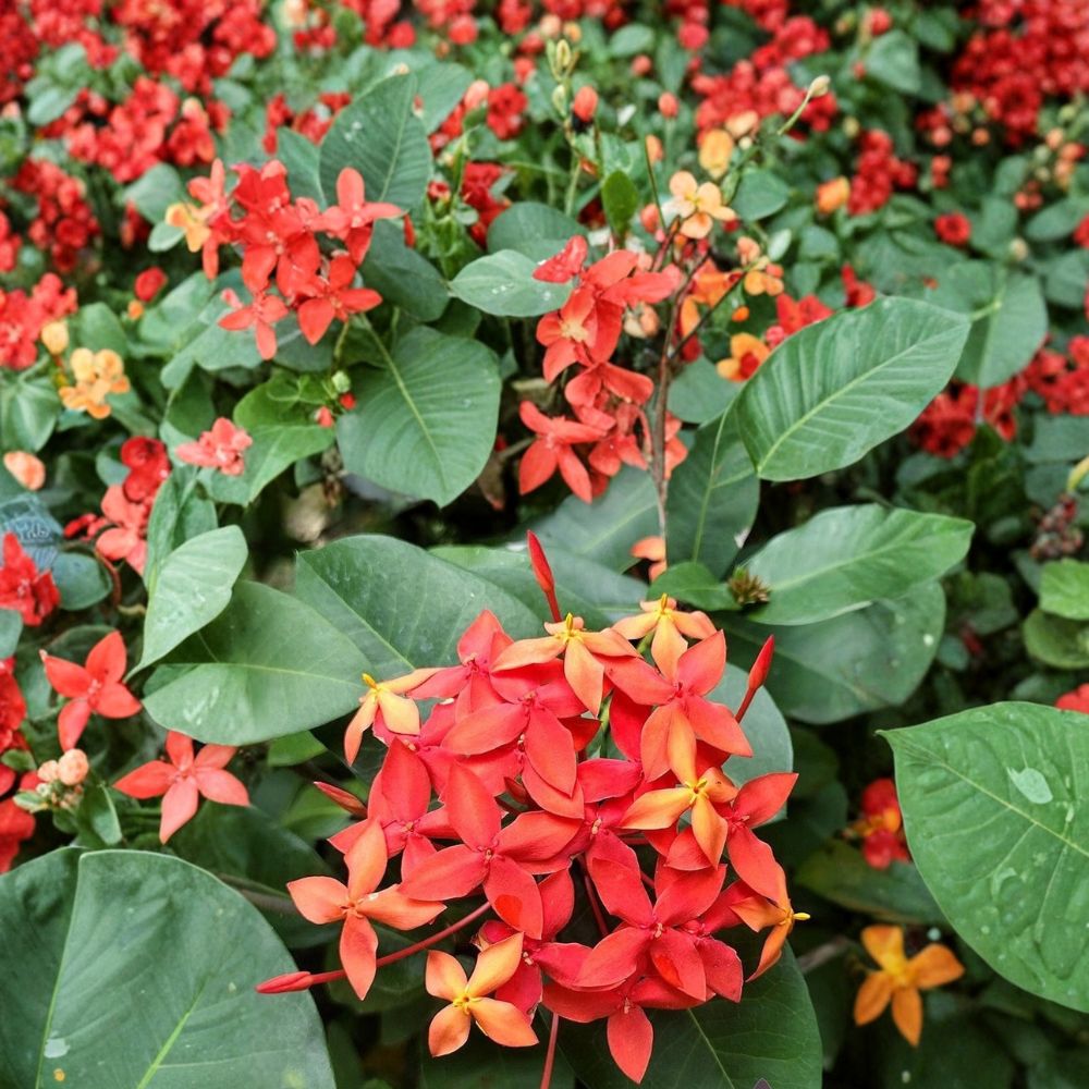 Flame of the Woods Geranium Seeds – Ixora coccinea Tropical Red Flower Seeds for Garden & Patio, 25+ Seeds