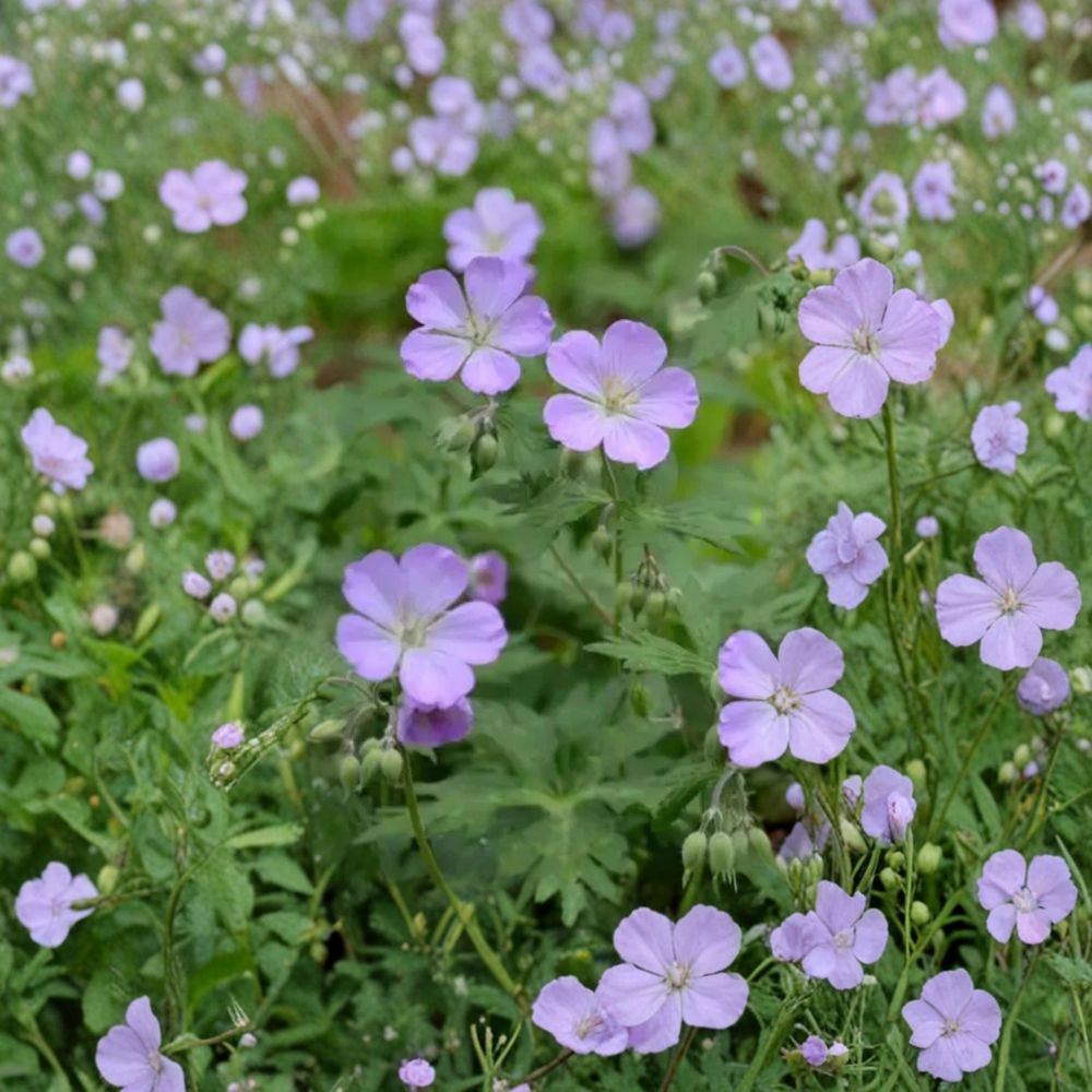 Wild Geranium Bare Roots – 10 Geranium maculatum Native Perennials for Shade Gardens, Woodland Landscape, Pollinator-Friendly