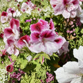 Pink & White Geranium Cuttings – Pelargonium Starter Plants for Indoor & Outdoor Gardening