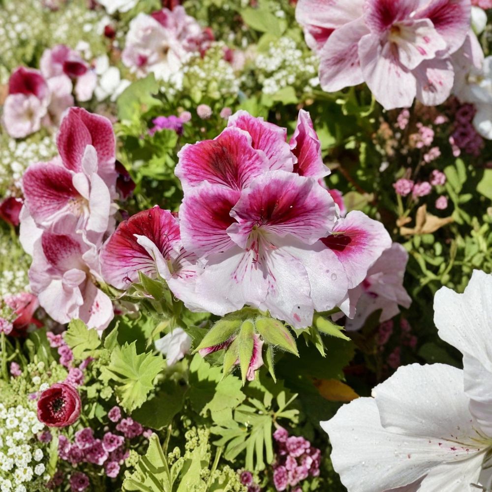 Pink & White Geranium Cuttings – Pelargonium Starter Plants for Indoor & Outdoor Gardening