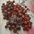 Vanessa Red Seedless Grape Vine – Live Fruit Vine, Self-Fertile, Red Seedless Grapes, Easy to Grow, Home Vineyard Plant