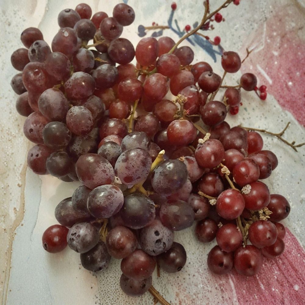 Vanessa Red Seedless Grape Vine – Live Fruit Vine, Self-Fertile, Red Seedless Grapes, Easy to Grow, Home Vineyard Plant