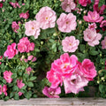 Pink Knock Out® Rose Shrub 3 Gallon – Medium Pink Blooms, Disease Resistant, Repeat Flowering, Rosa 'RADcon' Landscape Plant