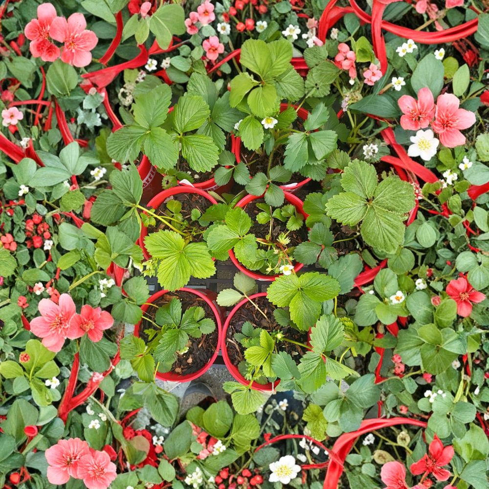 Wild Alaska Strawberry Pups – 5 Bare Root Plants, Hardy Edible Groundcover, Cold Climate Fruit, Fragaria spp.