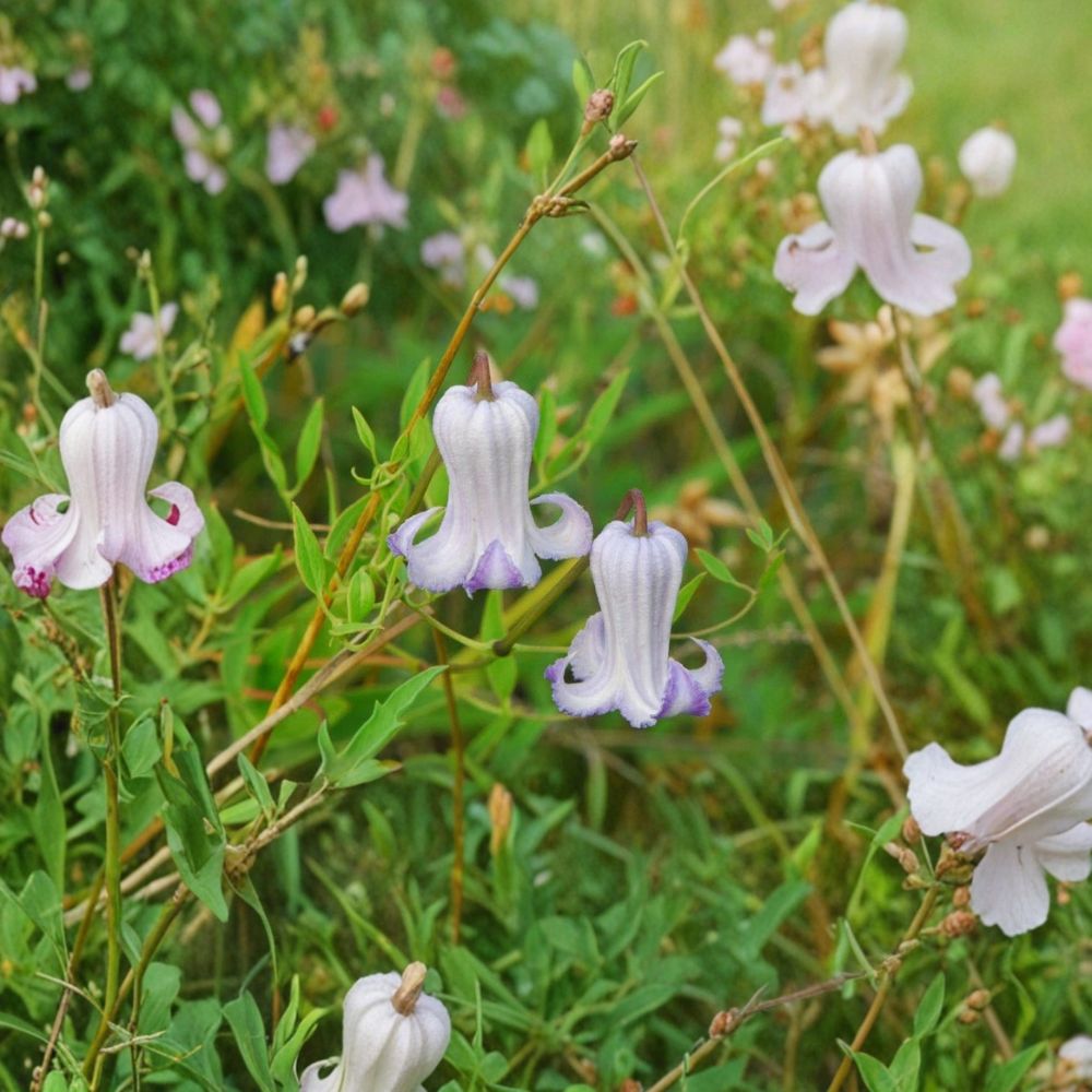 Clematis crispa Blue Jasmine Seeds | Native Perennial Vine for Pollinators | Curly Swamp Leather Flower Seed Pack