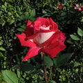 Love Grandiflora Rose Live Plant – 3 Gallon Ruby Red & White Fragrant Garden Rose Bush Rosa Hybrid