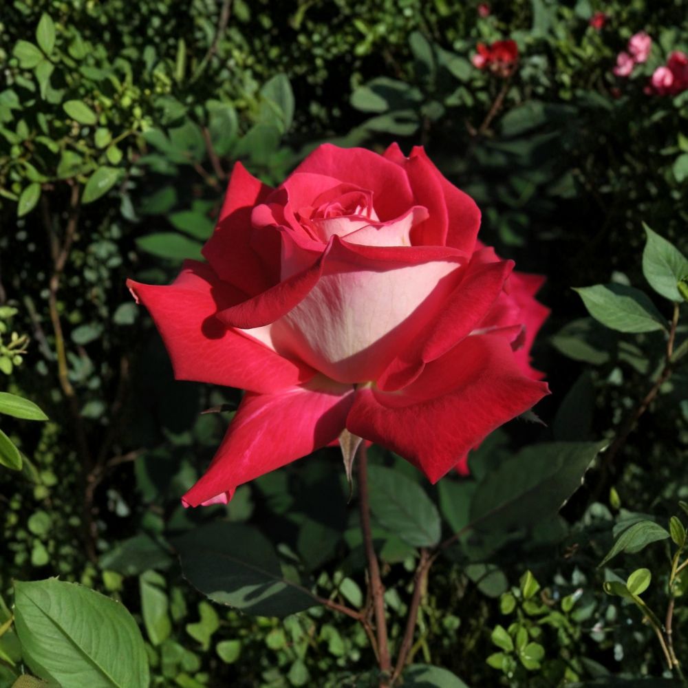 Love Grandiflora Rose Live Plant – 3 Gallon Ruby Red & White Fragrant Garden Rose Bush Rosa Hybrid