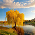Golden Weeping Willow Live Potted Tree, Cascading Branches, Fast-Growing Ornamental Salix babylonica for Garden & Patio