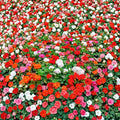 Mixed Colors Geranium Seeds – Pelargonium Zonale F2 Variety, Pink, Purple, Red, Salmon Blooms, Easy to Grow, Patio & Garden