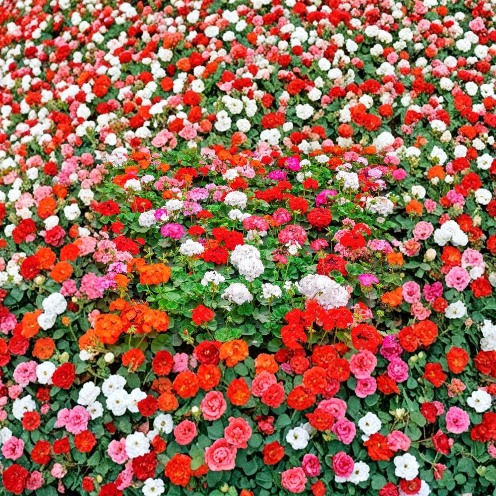 Mixed Colors Geranium Seeds – Pelargonium Zonale F2 Variety, Pink, Purple, Red, Salmon Blooms, Easy to Grow, Patio & Garden