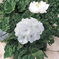 Geranium Seeds – Pelargonium hortorum Maverick Series White Flower – Garden & Container Plants, Easy to Grow, 10 Seeds