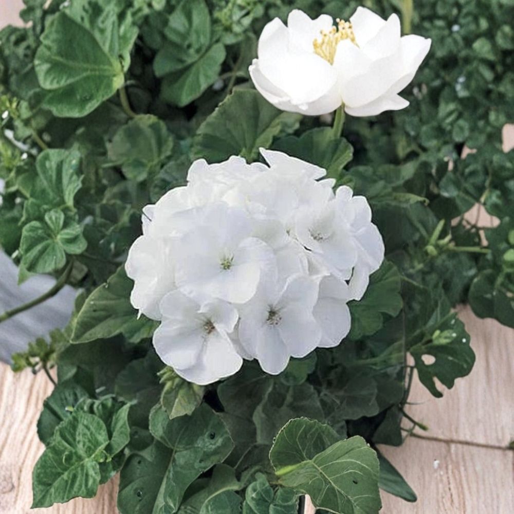 Geranium Seeds – Pelargonium hortorum Maverick Series White Flower – Garden & Container Plants, Easy to Grow, 10 Seeds
