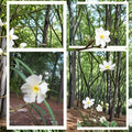 White Oleander Live Plant 1 Gallon Shrub with White Flowers, Evergreen, Drought Tolerant Nerium oleander for Landscape and Hedges