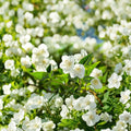 Jasmine Bonsai Seeds – Fragrant White Flowering Jasminum spp. for Indoor Container Growing, Easy to Grow, 25 Seeds