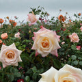 Peace Rose Live Plant – 3 Gallon Hybrid Tea Rose with Yellow Pink Blooms – Garden Rose Bush for Borders & Cut Flowers