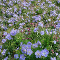 Mrs. Kendal Clark Geranium Seeds – 25+ Premium Pelargonium spp. Flower Seeds for Patio, Balcony & Container Gardening