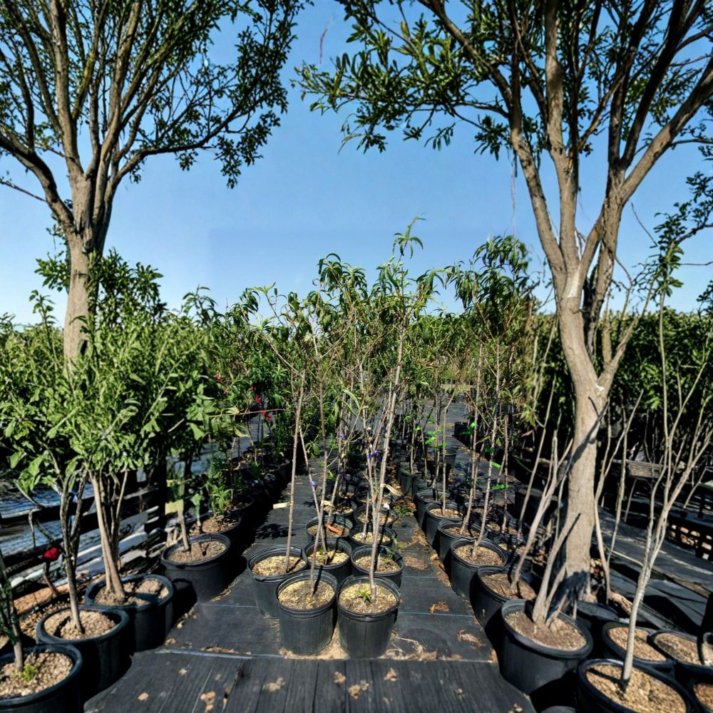 Scarlet Prince Peach Tree – Live Fruit Tree, 4–6 Feet Tall, Self-Pollinating, Freestone, Sweet Juicy Peaches, Edible Garden