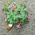 Geranium bohemicum Seeds | Violet Blue Flowers | Pollinator-Friendly Cranesbill | Easy to Grow Annual