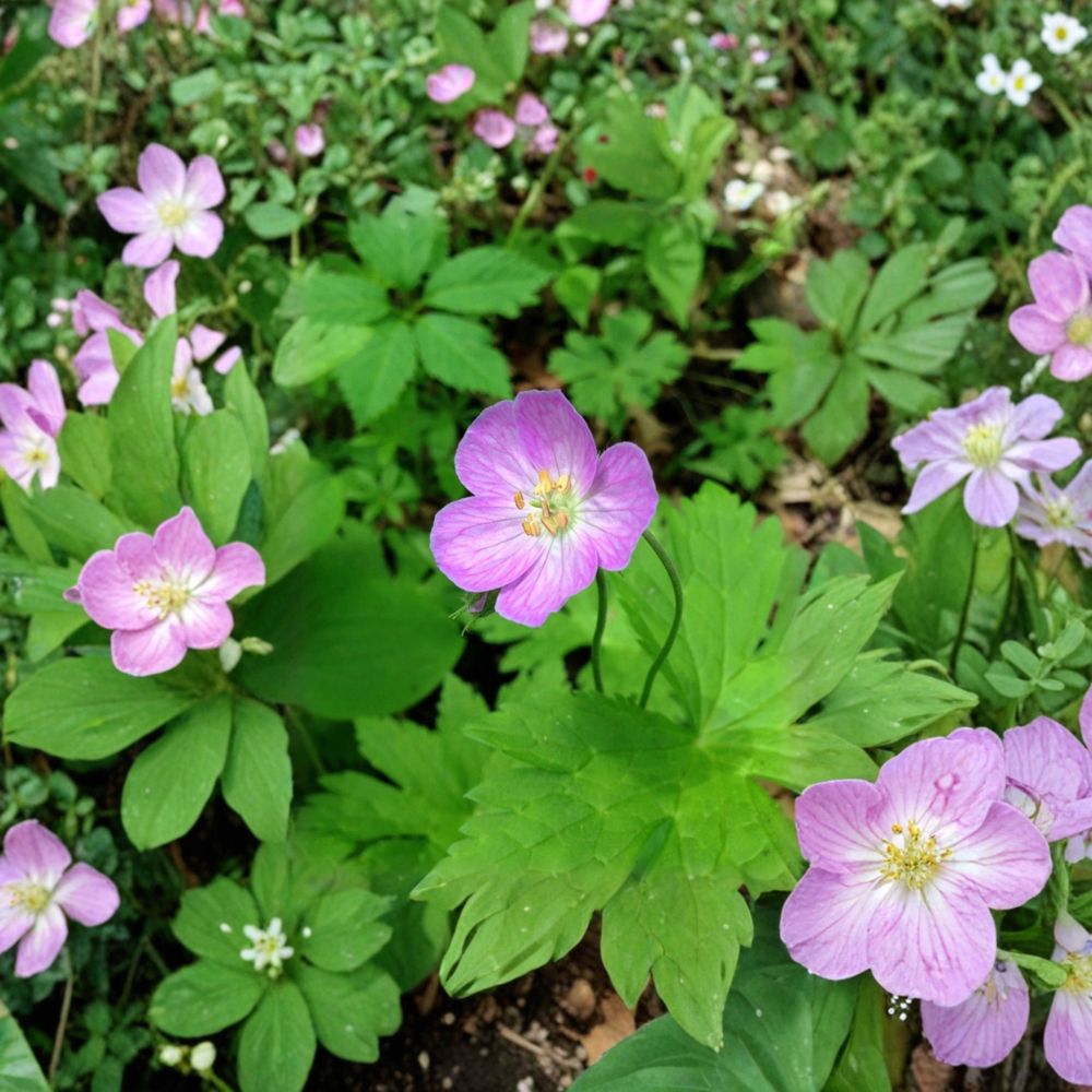 Wild Geranium Bare Roots – Geranium maculatum Cranesbill, Woodland Perennial Flower, Shade Garden, 20 Roots