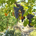 Steuben Grape Cuttings 5 Pack | Japanese Slip-Skin Table Grape | Sweet Blue Purple Fruit | Cold Hardy Vines