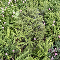 Pine Scented Geranium Live Plant – Quart Pot, Fragrant Fern-Like Leaves, Aromatic Indoor & Outdoor Pelargonium denticulatum