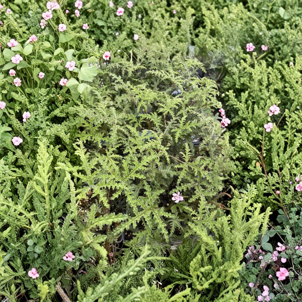 Pine Scented Geranium Live Plant – Quart Pot, Fragrant Fern-Like Leaves, Aromatic Indoor & Outdoor Pelargonium denticulatum