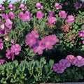 Geranium sanguineum ‘Vision Violet’ Seeds – Hardy Perennial Cranesbill with Violet Flowers for Borders, Rock Gardens & Pollinator Gardens