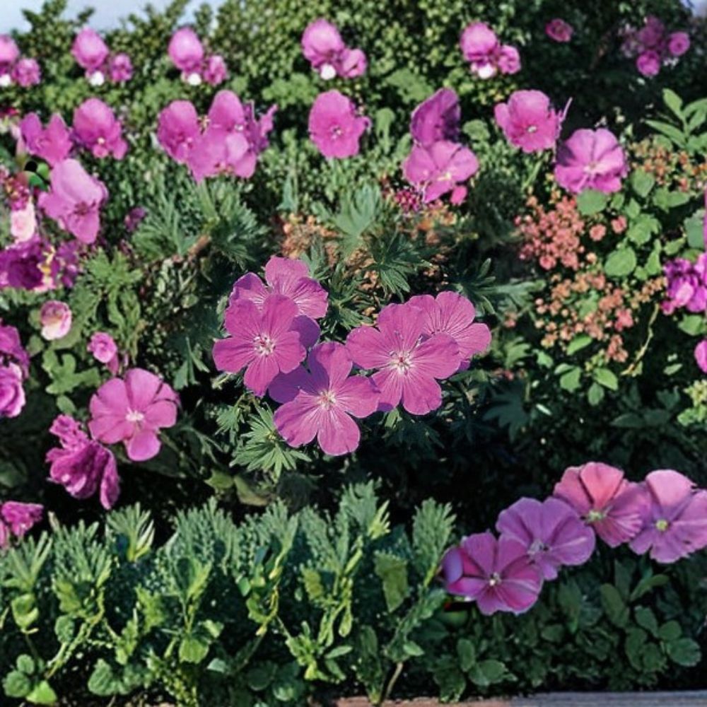 Geranium sanguineum ‘Vision Violet’ Seeds – Hardy Perennial Cranesbill with Violet Flowers for Borders, Rock Gardens & Pollinator Gardens