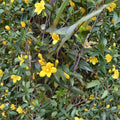 Carolina Yellow Jasmine Seeds Gelsemium sempervirens Fragrant Evergreen Climbing Vine USA Grown