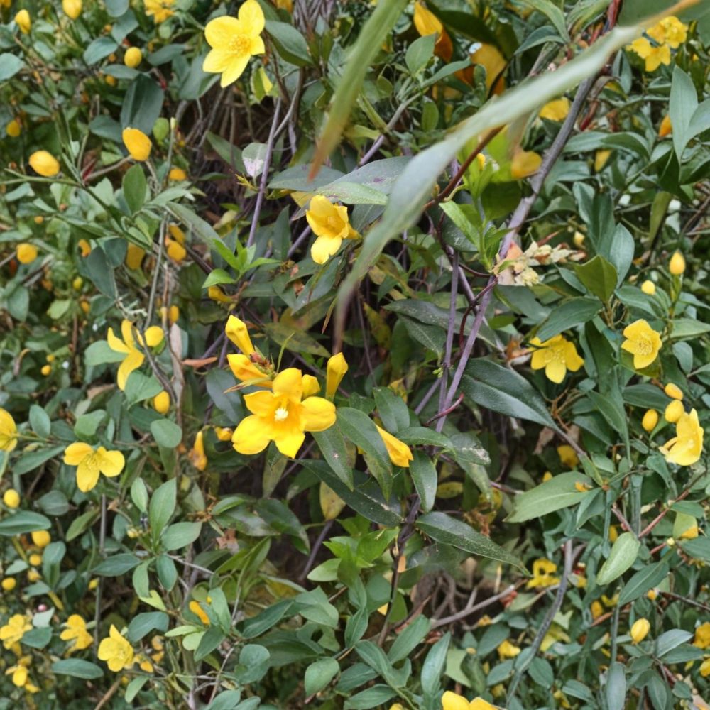 Carolina Yellow Jasmine Seeds Gelsemium sempervirens Fragrant Evergreen Climbing Vine USA Grown
