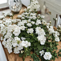Snow White Zonal Geranium Cuttings – Pelargonium Live Plant, Unrooted, White Blooms with Pink Tint, Container & Patio Friendly