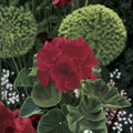 Geranium Maverick Red Seeds – Pelargonium, Deep Red Blooms, Compact, Garden & Pot Friendly, Easy to Grow, 1,000 Seeds