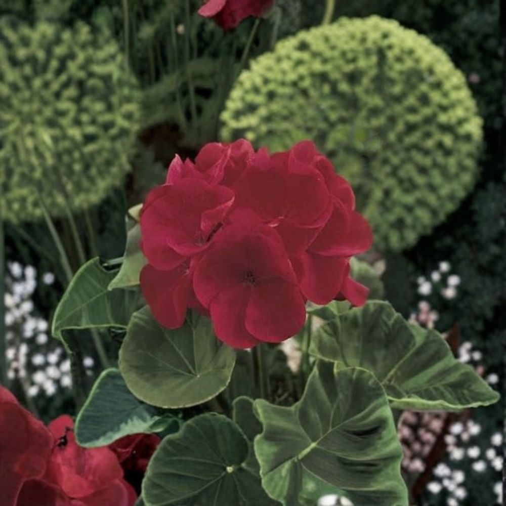Geranium Maverick Red Seeds – Pelargonium, Deep Red Blooms, Compact, Garden & Pot Friendly, Easy to Grow, 1,000 Seeds