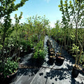 Calloway Fruiting Crabapple Tree – Live Ornamental Fruit Tree with Spring Blooms & Wildlife Fruits, Malus 'Callaway'
