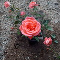 Tropicana Hybrid Tea Rose Plant – Vibrant Orange Fragrant Garden Rose Bush | 5 Gallon Rosa hybrid