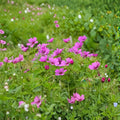 Patricia Geranium Seeds – 25+ Flower Seeds for Containers & Gardens, Vibrant Blooms, Perennial, Geranium ‘Patricia’